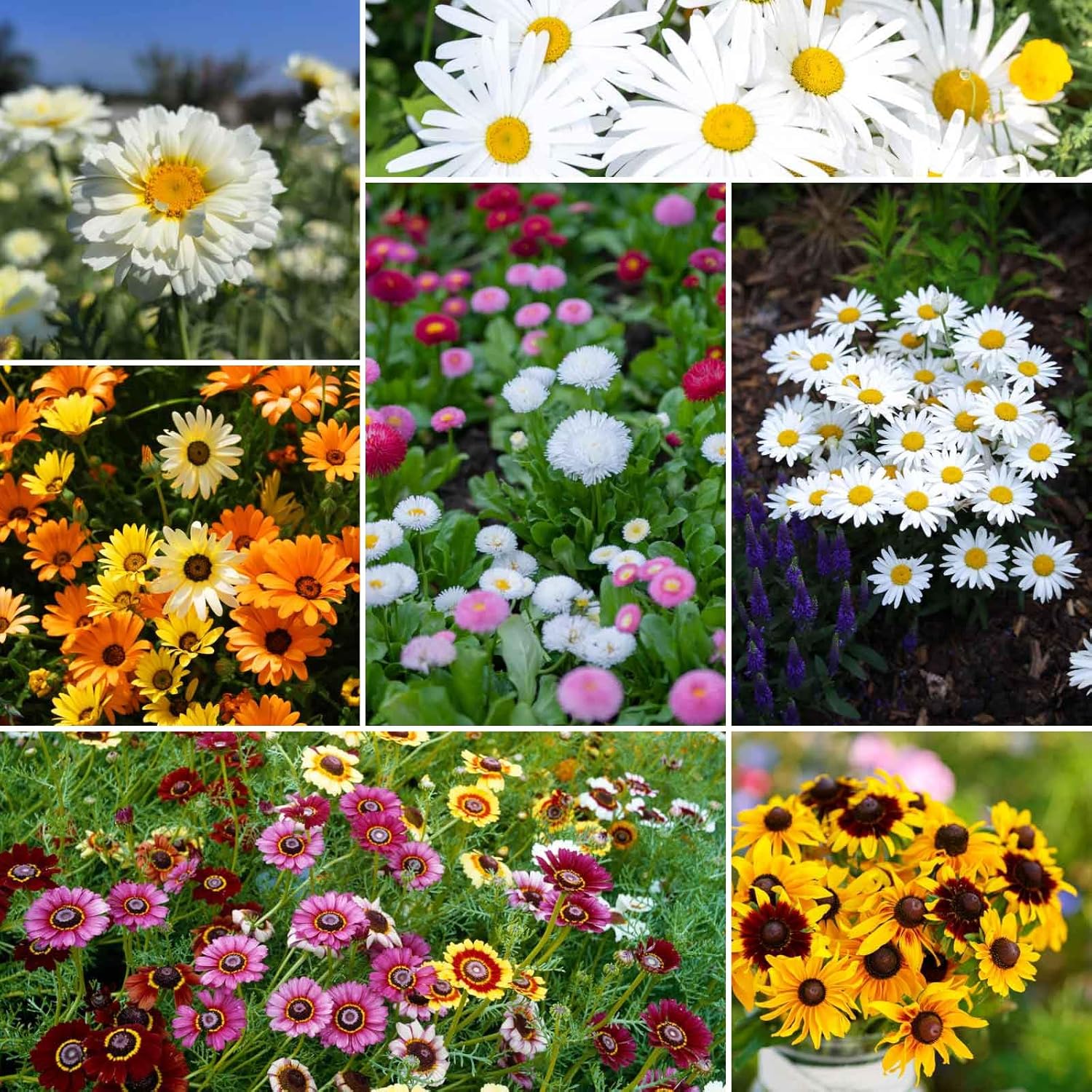 Eden Brothers Daisy Crazy Flower Mixed Seeds for Planting 5 lb