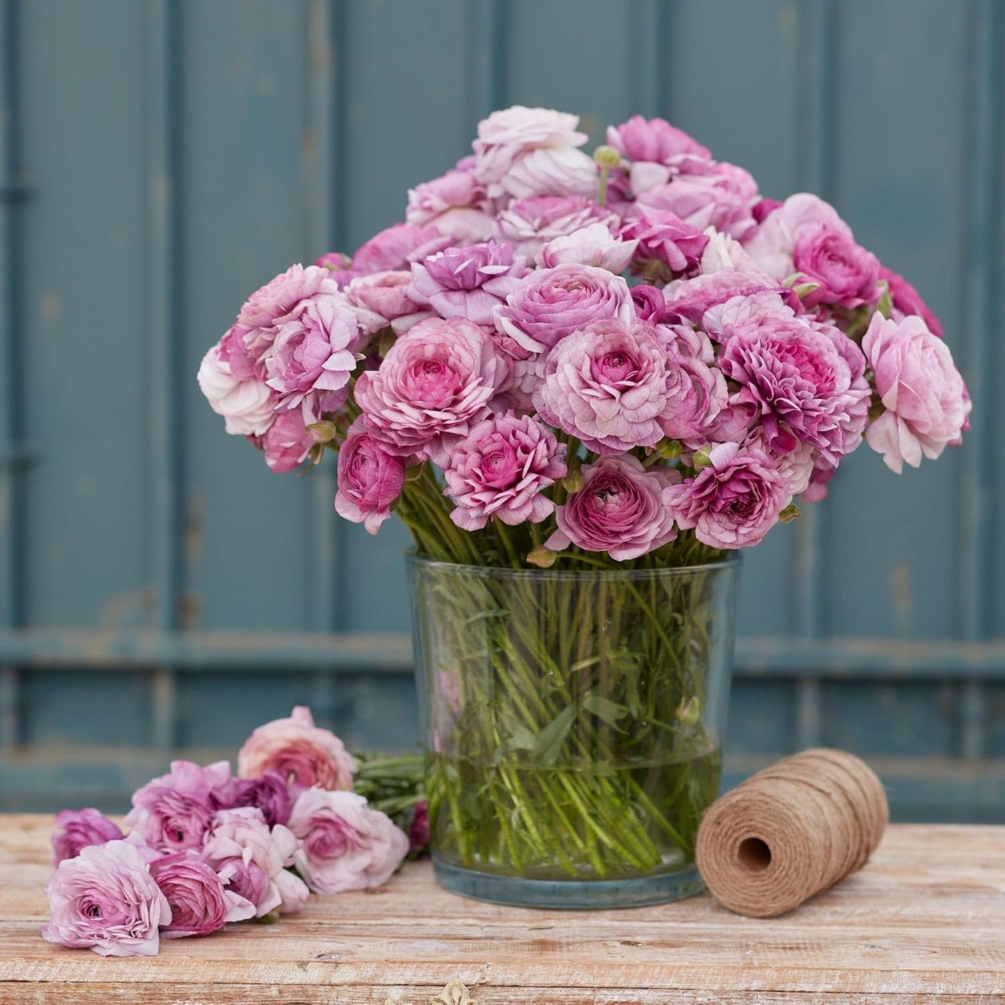 Eden Brothers Ranunculus Bulbs - Unique Purple Jean Variety