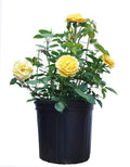 Rosa Julia Child Floribunda Rose - Fragrant Yellow Blooms