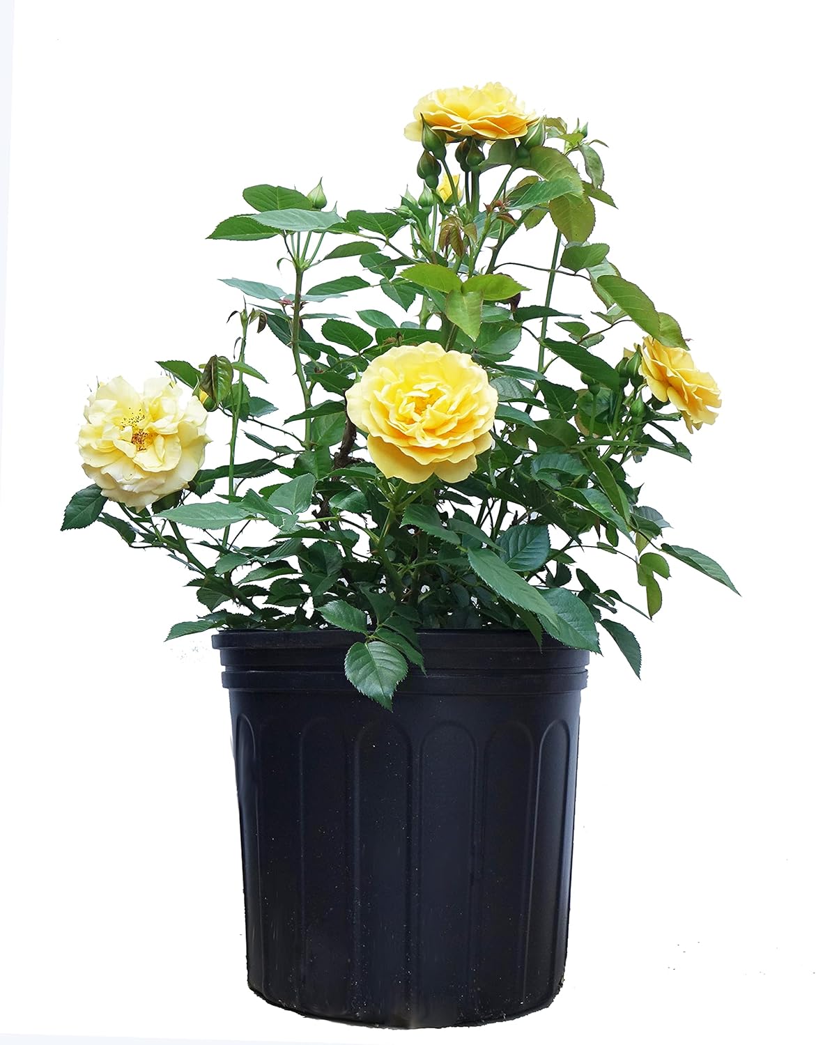 Rosa Julia Child Floribunda Rose - Beautiful Yellow Flowers