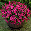 20 Bundles UV Resistant Faux Eucalyptus Flowers for Home Garden