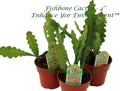 Fishbone Cactus Three Plant Combo - Ready 4ft Pots, Decorative Gift