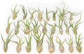 Tillandsia Caput Medusae Air Plants Pack of 50 - Easy Care Decor