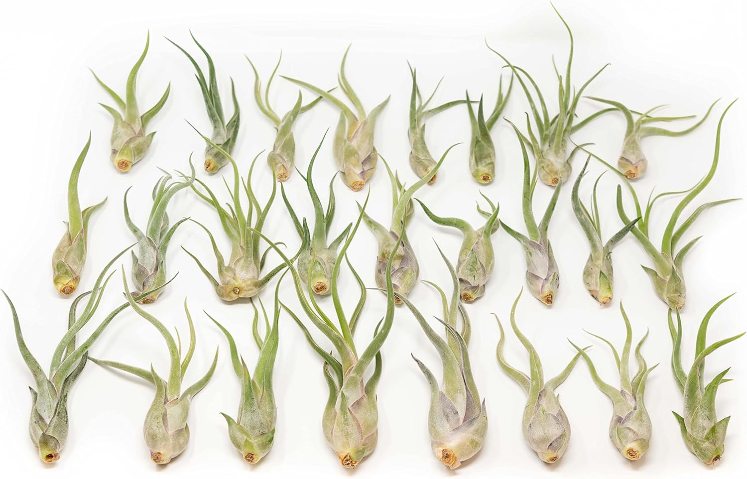 Tillandsia Caput Medusae Air Plants for Home and Garden Decor