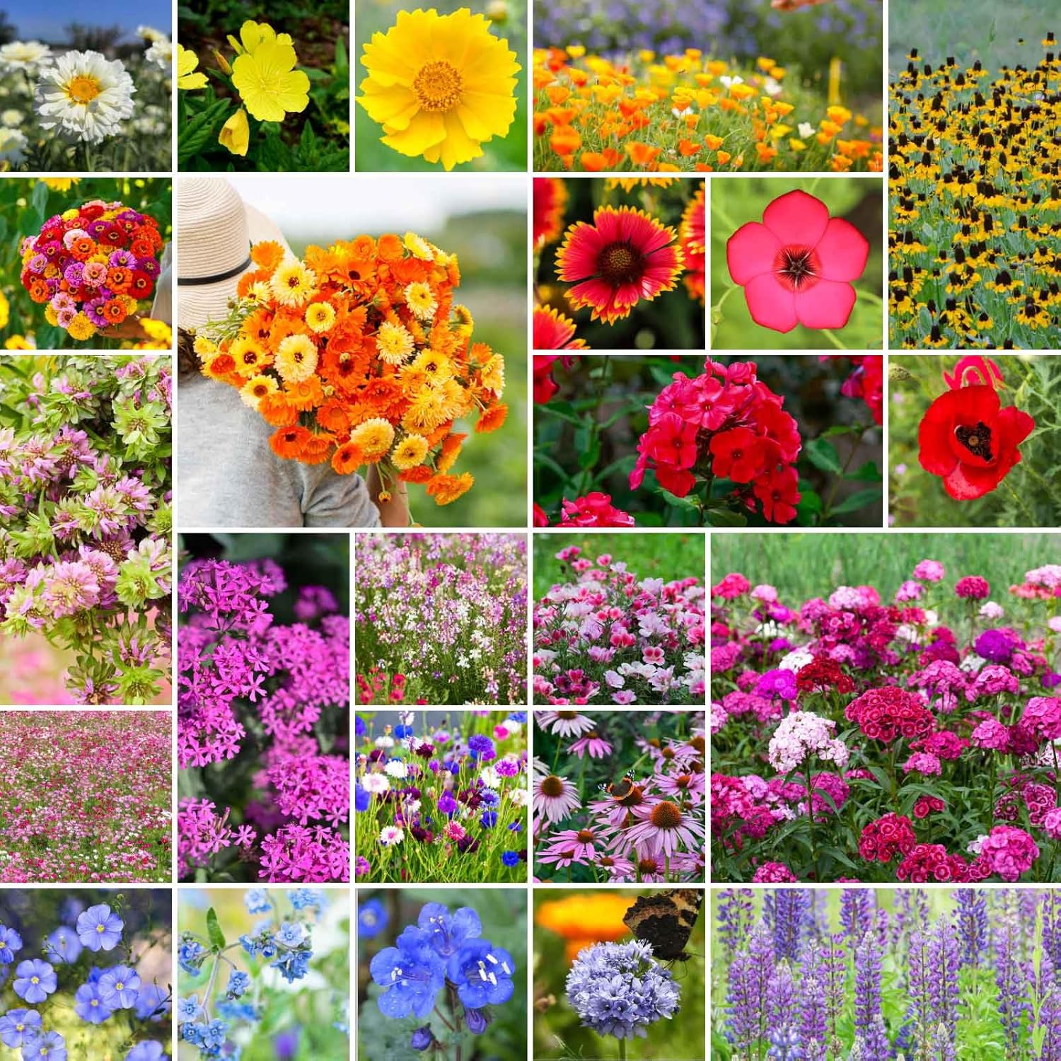 Eden Brothers Heirloom Flower Mixed Seeds for Vibrant Gardens