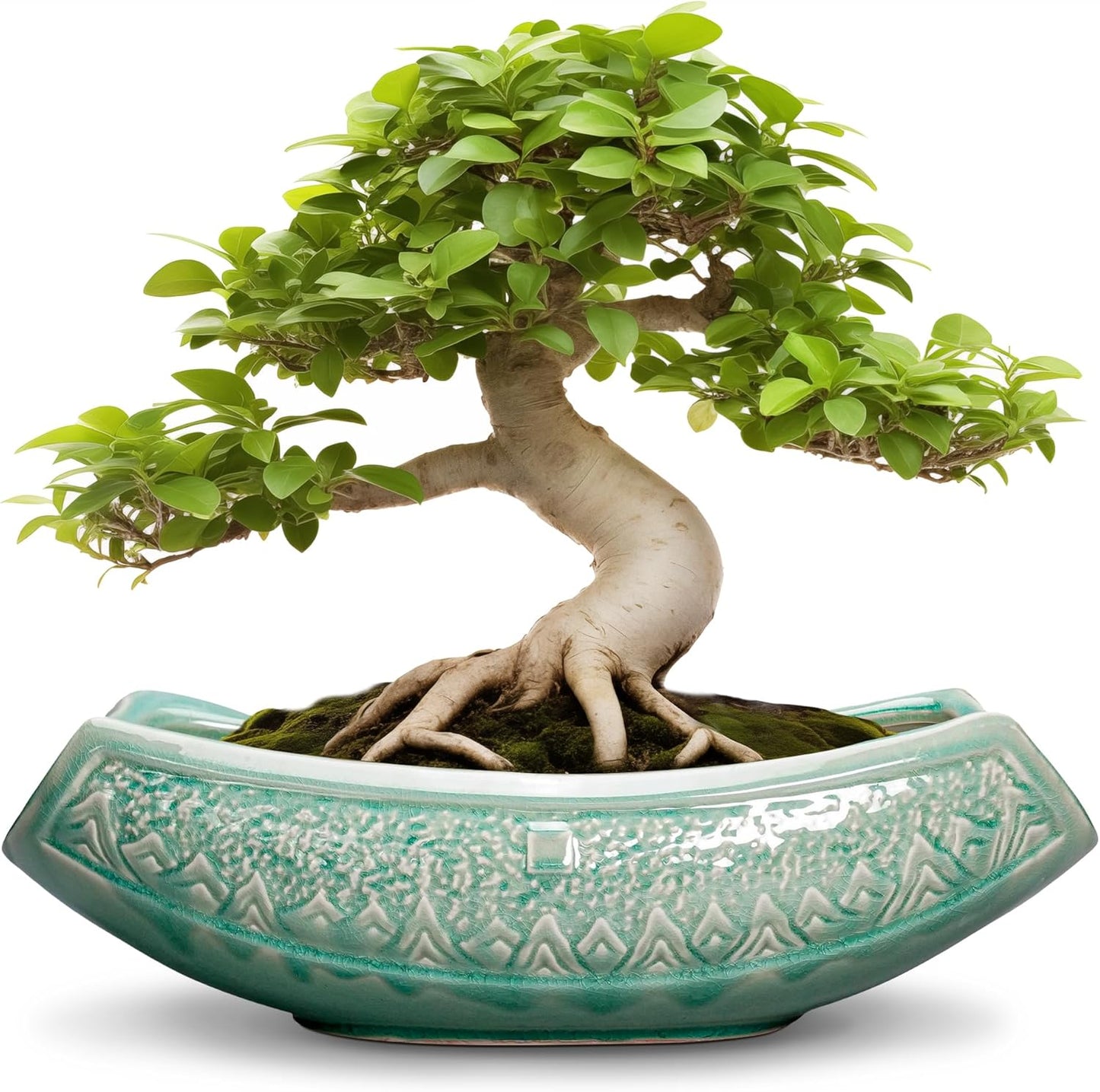 Bonsai Tree Pot - 18 Inch Ceramic Succulent Planter for All Spaces
