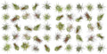 ragnaroc Air Plants Bulk Tillandsia Ionantha 50 Pack - Live, Easy Care
