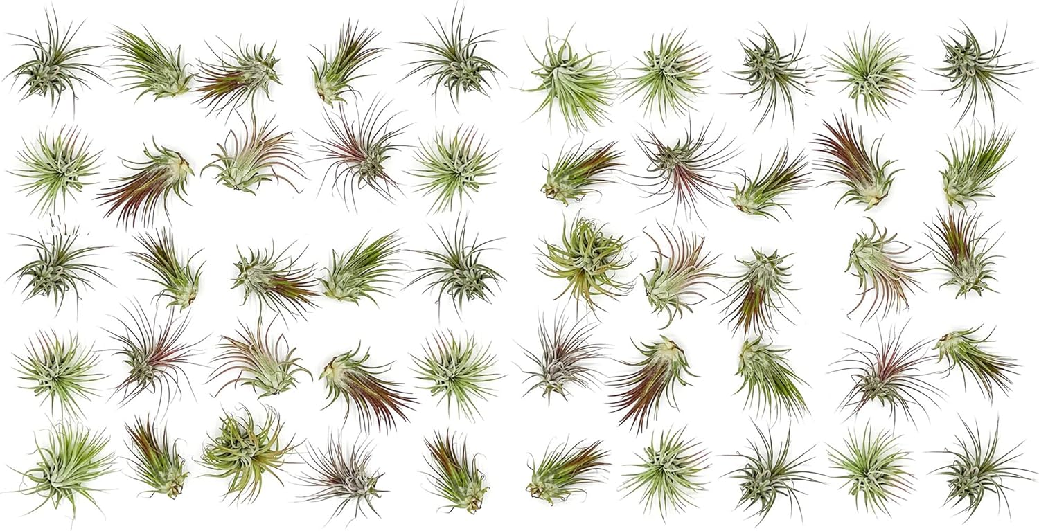 Tillandsia Ionantha Air Plants Bulk Pack for Home Decor