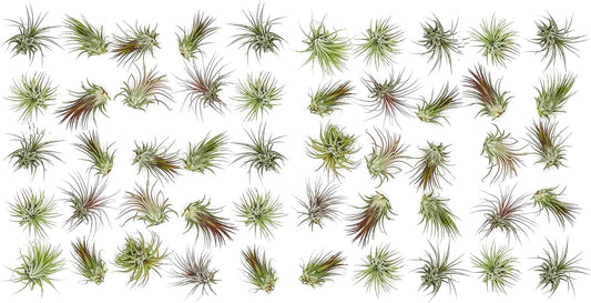 Tillandsia Ionantha Air Plants Bulk Pack for Home Decor