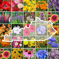 Kentucky Wildflower Mixed Seeds 1 lb - Pollinator Mix