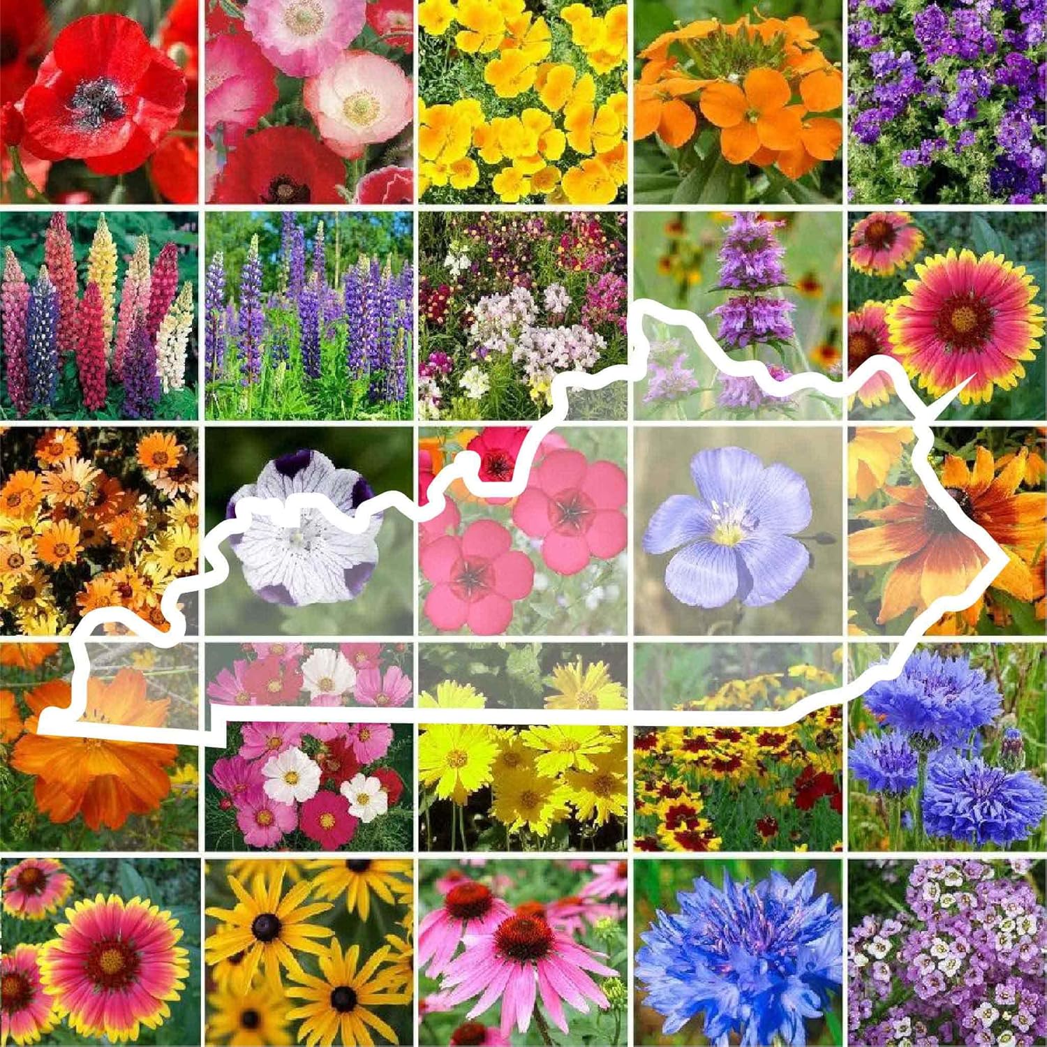 Eden Brothers Kentucky Wildflower Mixed Seeds for Planting 1 lb