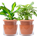 D'vine Dev 6 Inch Self Watering Terracotta Planter - Easy Care