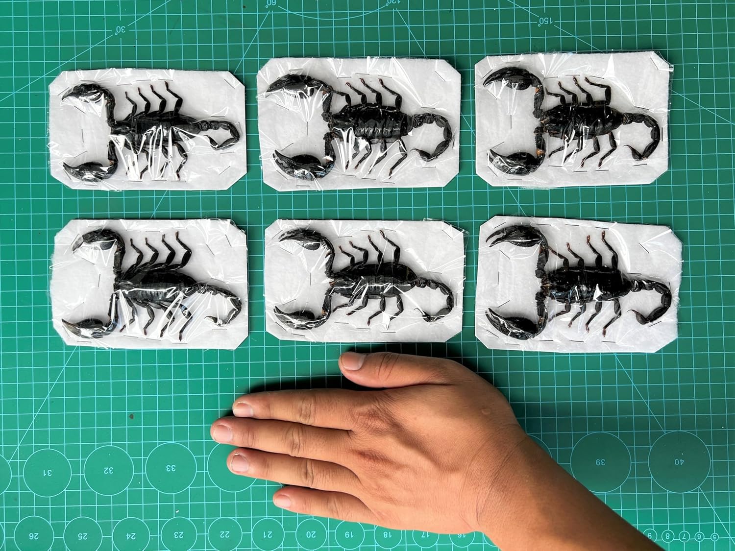 6 Pcs of Real Giant Scorpion Specimen for Unique Collections