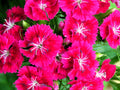 Frosty Fire Dianthus Perennial Plants - 2 Pint Pots