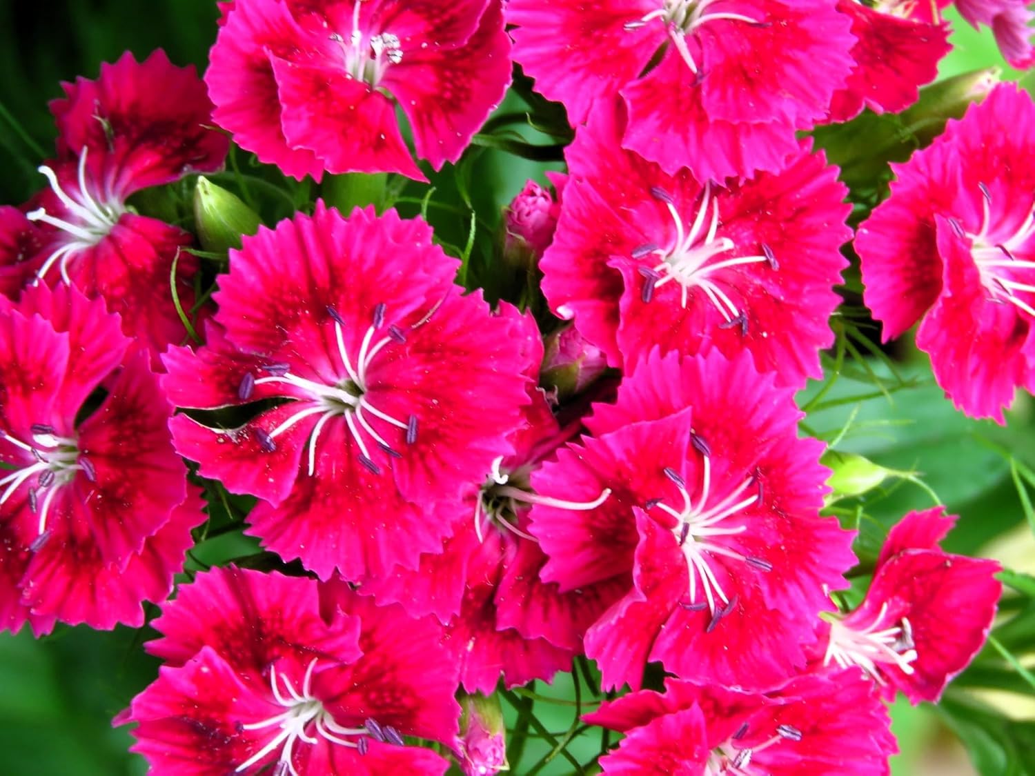 Frosty Fire Dianthus Perennial Plants - Vibrant Color for Gardens