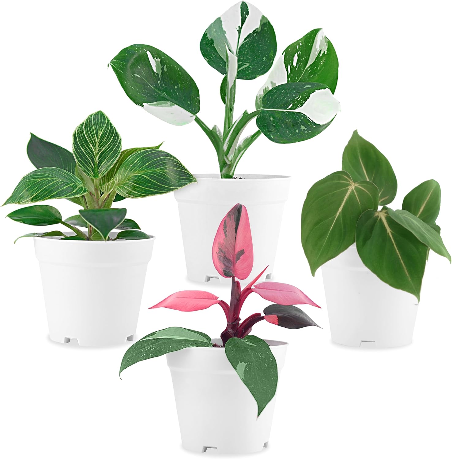 Philodendron Plant Live Exclusive Collection for Indoor Decor
