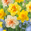 Double Mixed Daffodil Flower Bulbs 14/16cm (Bag of 50) - Spring Color