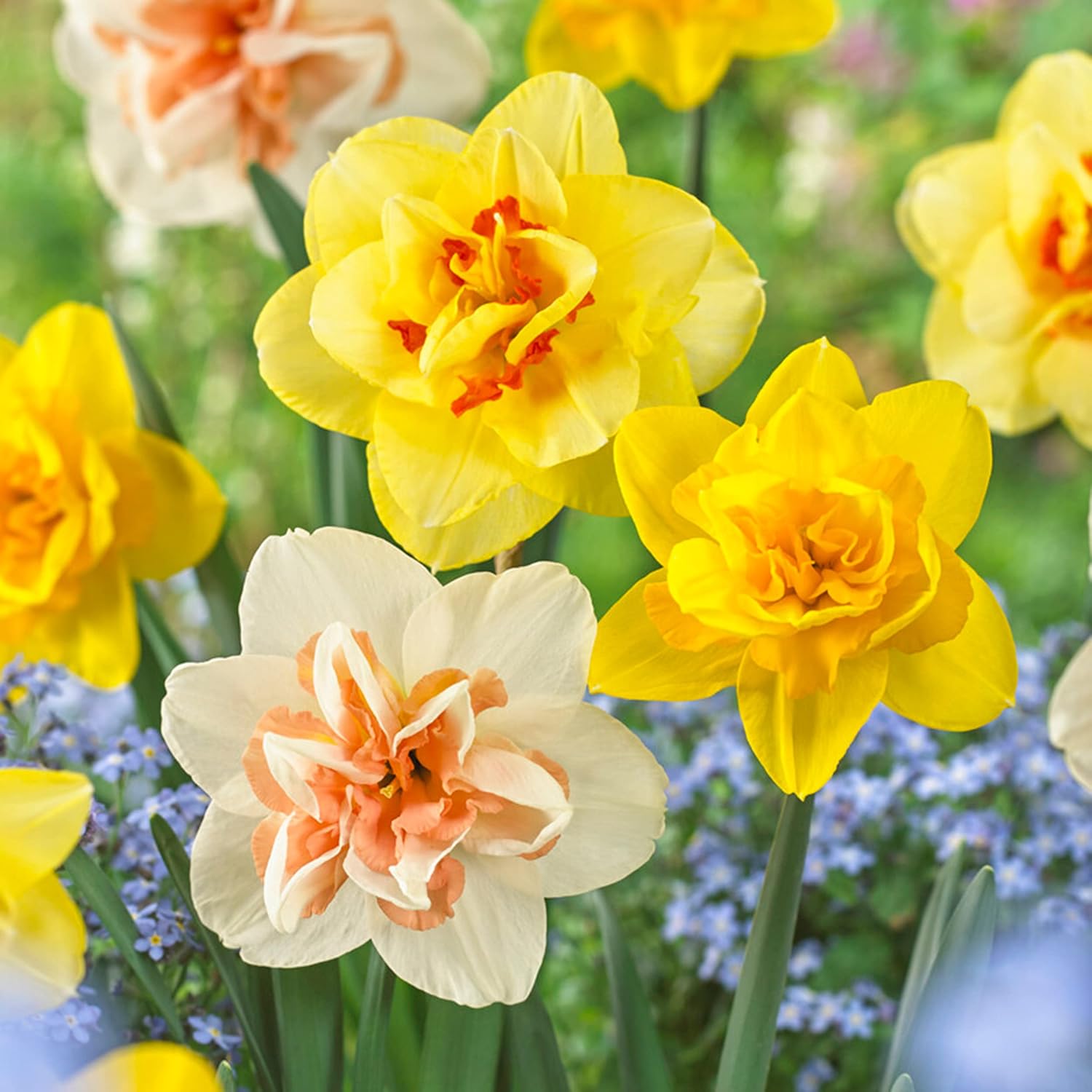 Double Mixed Daffodil Flower Bulbs for Vibrant Gardens