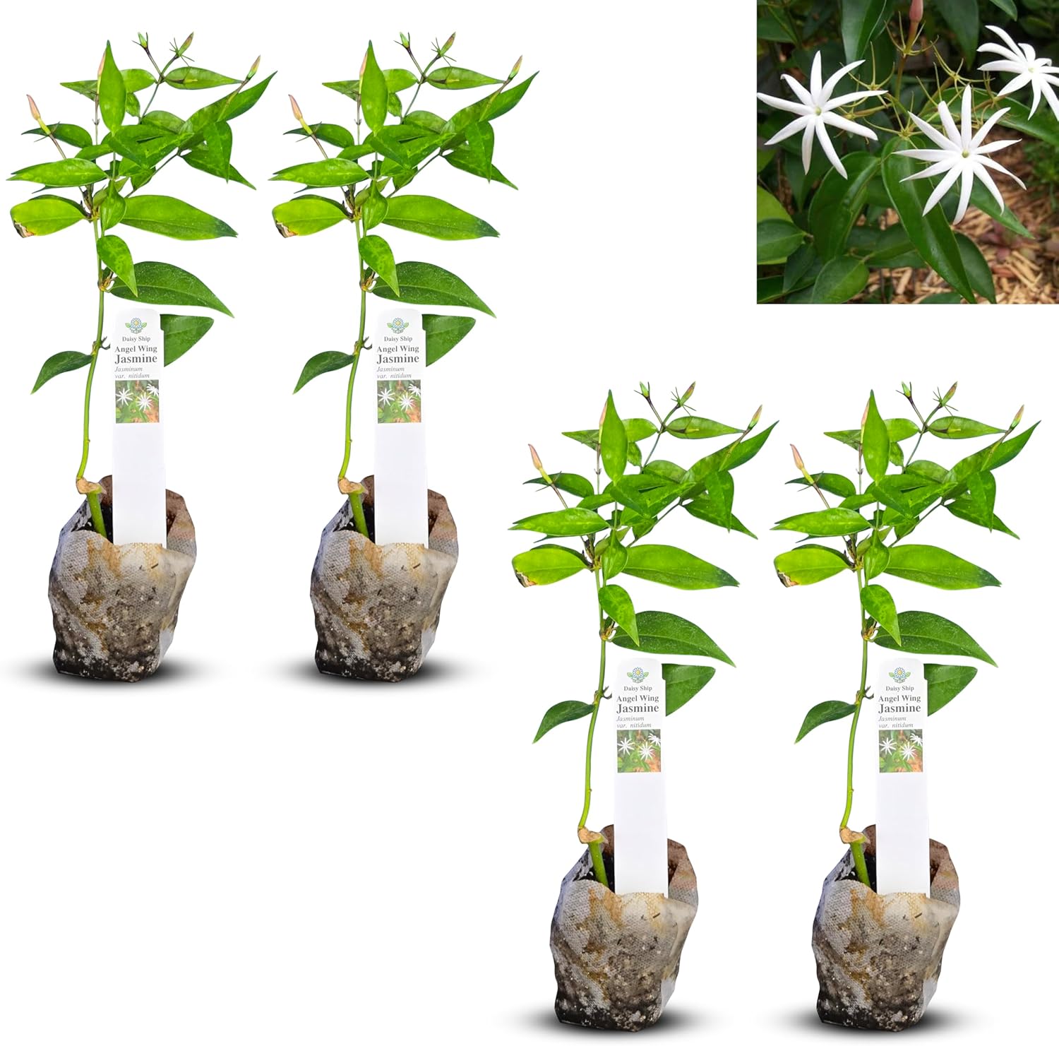 Live Angel Wing Jasmine Plants - Fragrant Evergreen Shrub