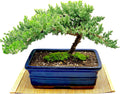 Live Dwarf Juniper Bonsai Tree 12+ Years Old - Handcrafted Decor