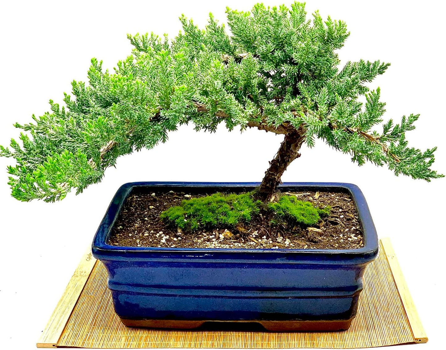 Live Dwarf Juniper Bonsai Tree for Indoor and Outdoor Decor