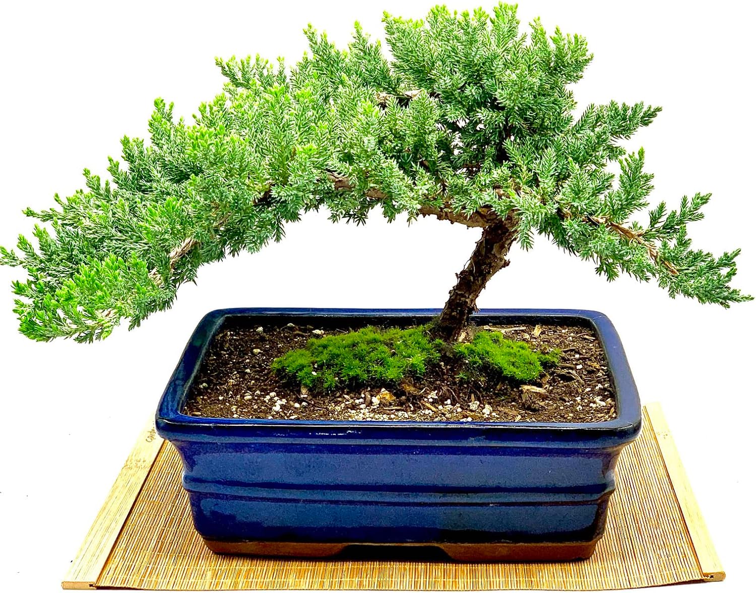 Live Dwarf Juniper Bonsai Tree for Indoor and Outdoor Decor