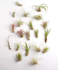 Shop Succulents Assorted Tillandsia Air Plants 30-Pack
