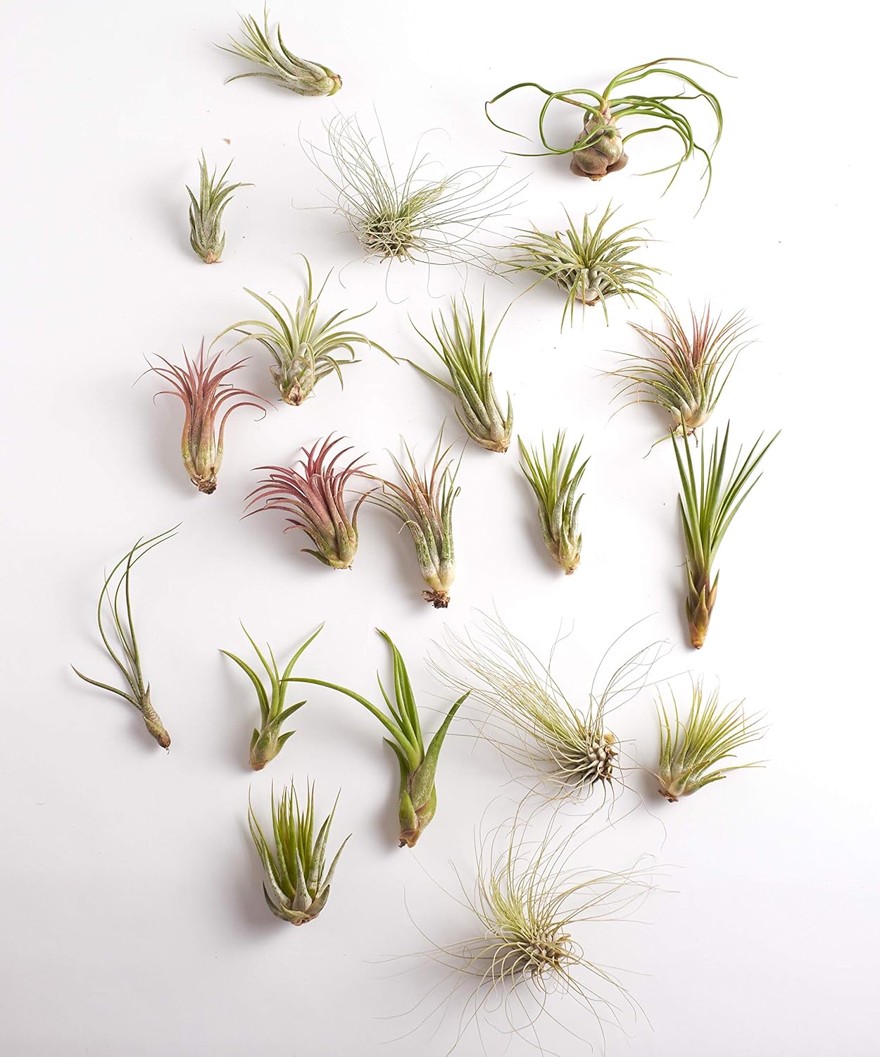 Assorted Tillandsia Air Plants Collection for Home Decor