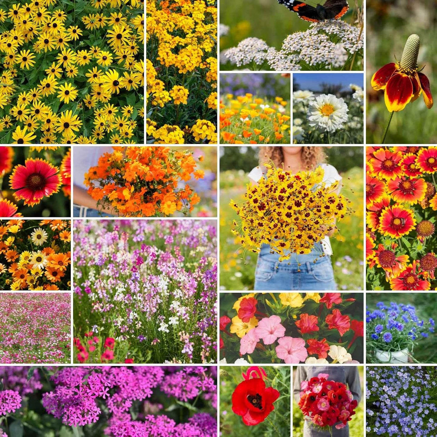 Eden Brothers Dry Area Wildflower Mixed Seeds for Planting