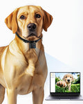 Pet's-Eye 1080P Camera Collar for Dogs, M-Size, No Wi-Fi, LuminiCam