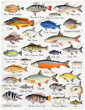 Fish Flannel Fleece Throw Blanket - Ultra Soft Fluffy Fuzzy Throw