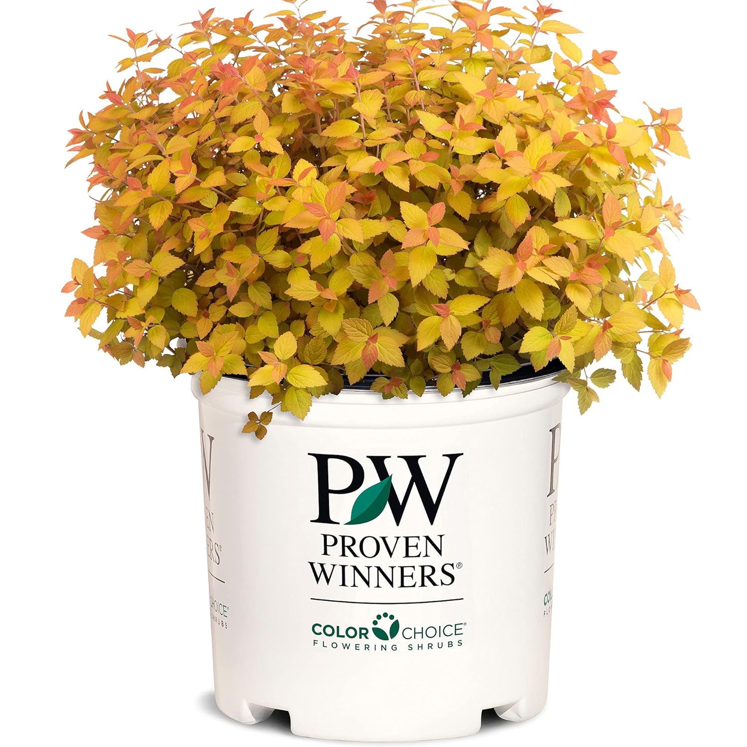 2 Gallon Spirea Double Play Candy Corn Shrub for Vibrant Gardens