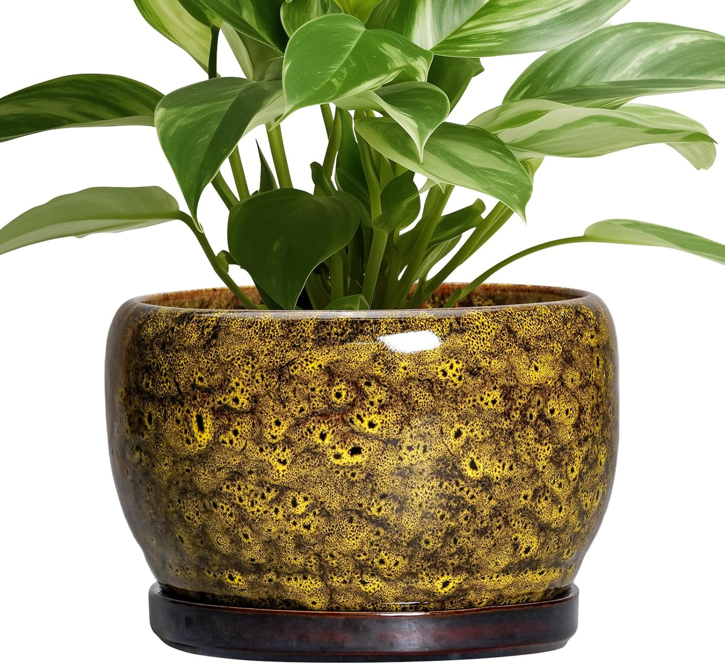 SQOWL Ceramic Flower Pots - 8 Inch Decorative Planter for Home