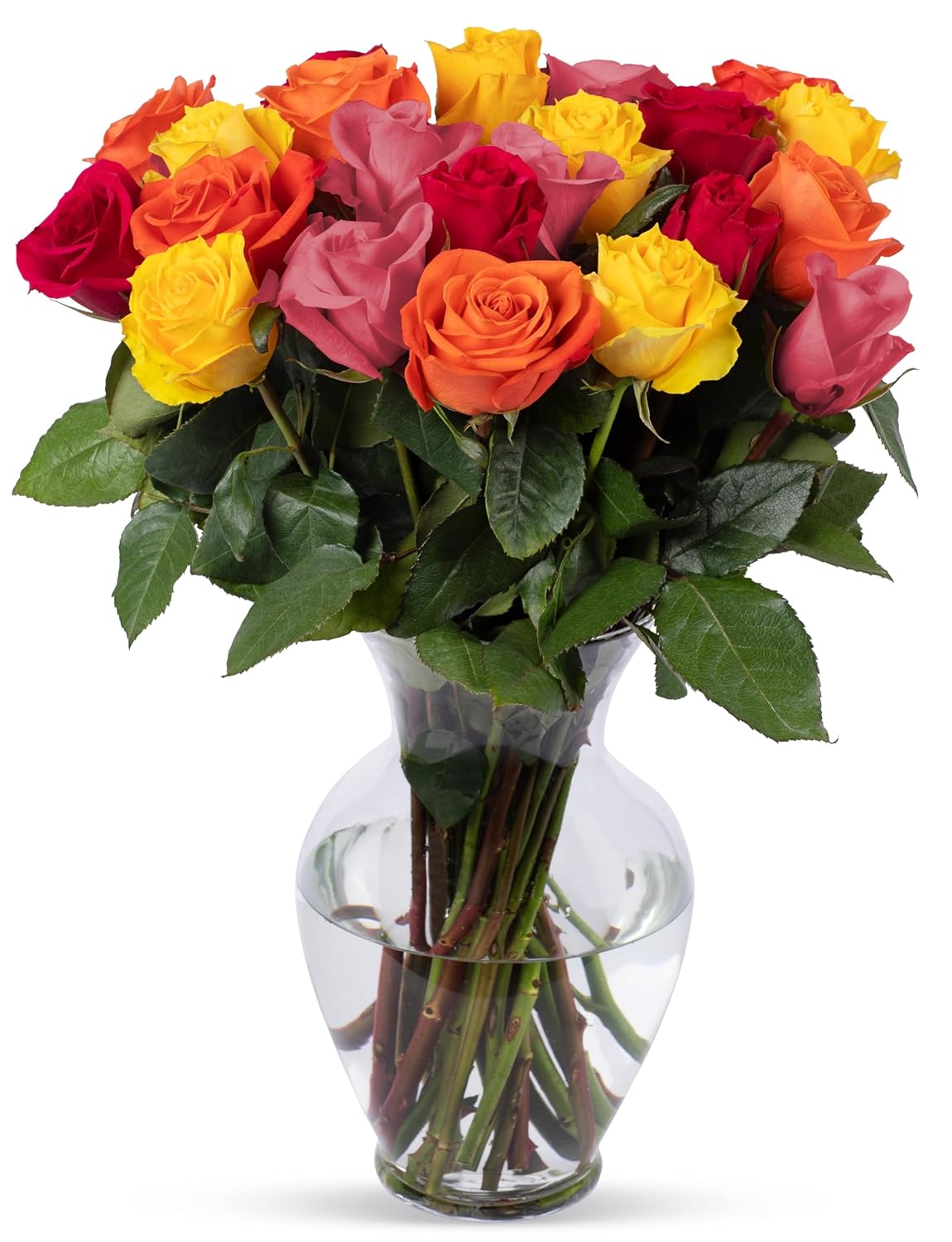 24 Stem Premium Rainbow Roses for Every Occasion Delivered Fresh