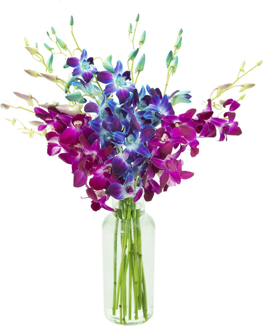 Stunning Bouquet of Blue and Purple Orchids for Any Occasion