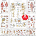 17 Human Anatomy Posters for Medical Studies and Education