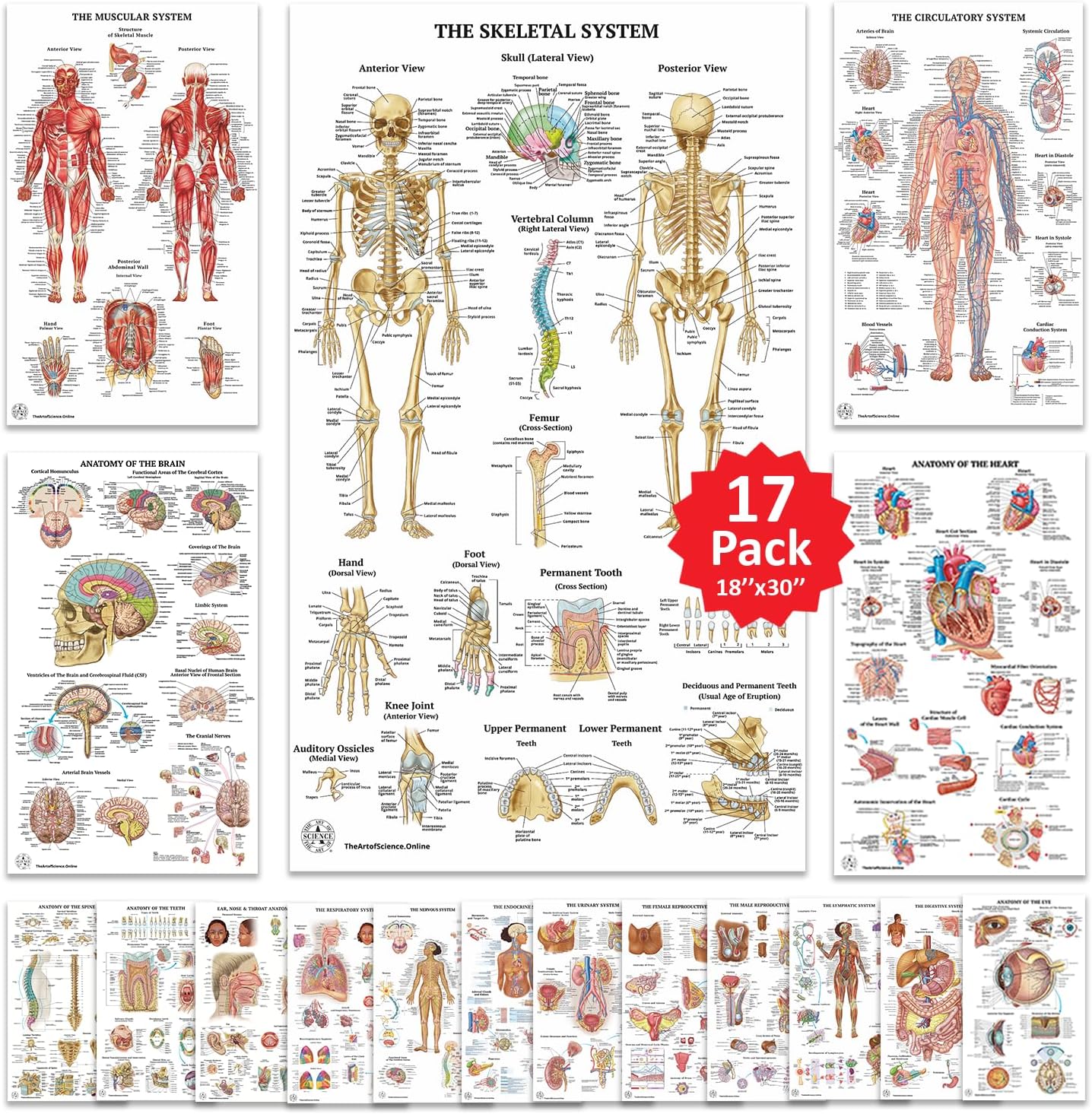 17 Human Anatomy Posters for Medical Studies and Education