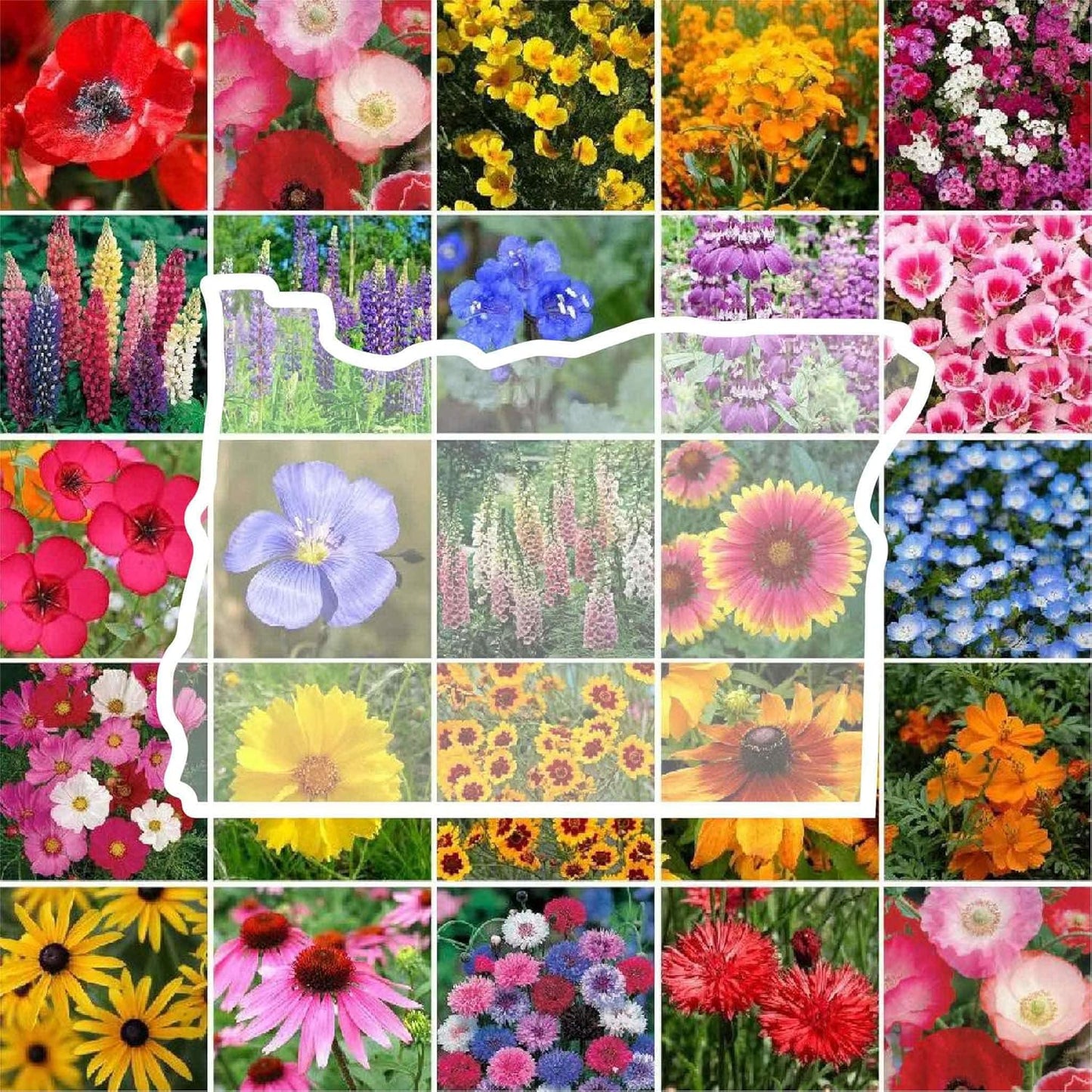 Oregon Wildflower Mixed Seeds for Planting - 1 lb of Beauty