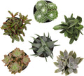 Pet Friendly Succulent Pack (6PK) - Live Succulents in 3.5in Pots