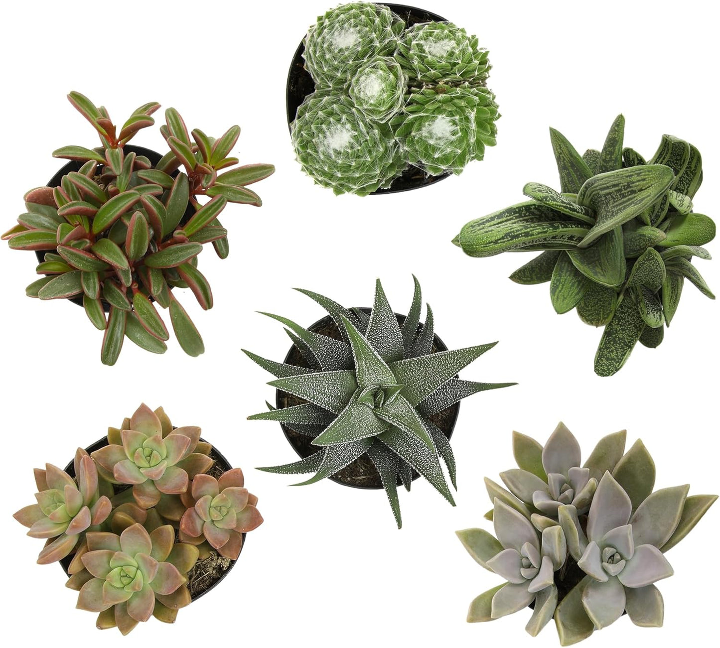 Pet Friendly Succulent Plant Pack with Real Live Succulents
