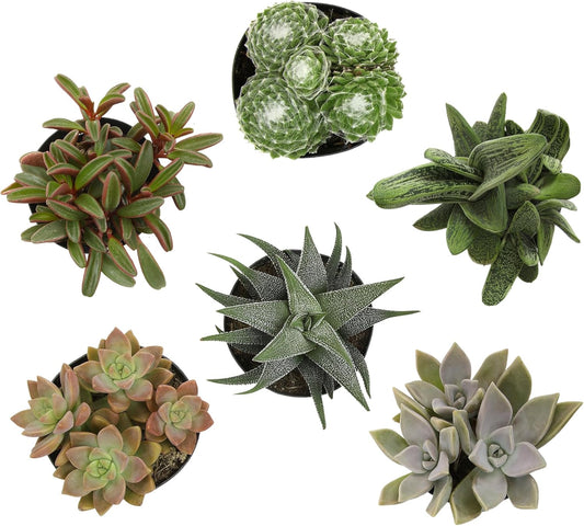 Pet Friendly Succulent Plant Pack with Real Live Succulents