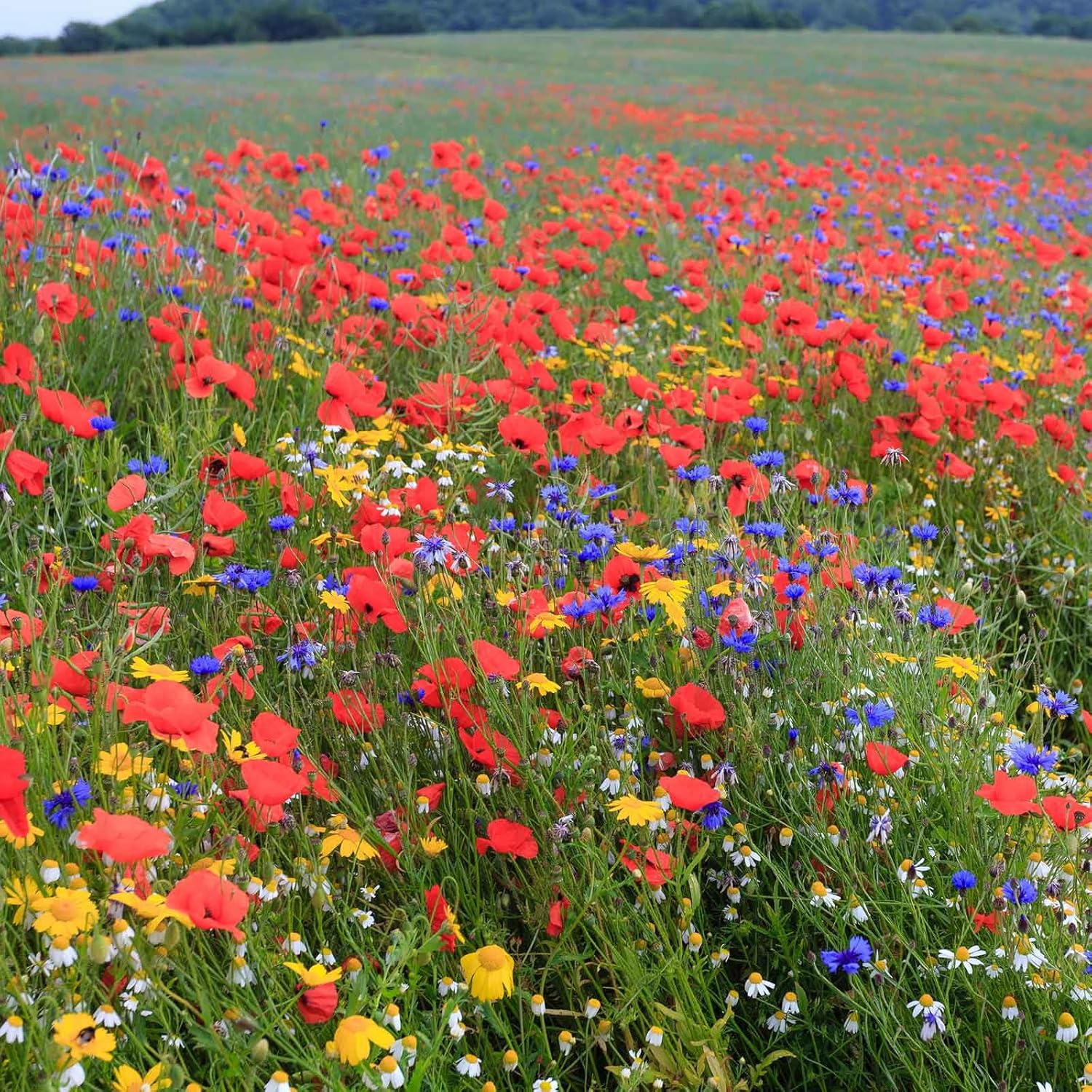 Eden Brothers Back to Basics Flower Mixed Seeds for Planting