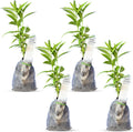 Fragrant Night Blooming Jasmine Live Plant for Lush Gardens
