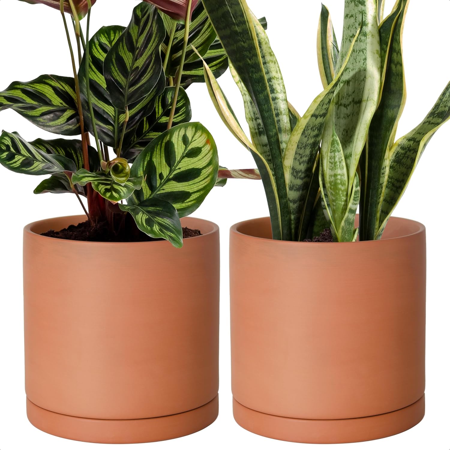D'vine Dev Medium 8 Inch Terracotta Plant Pot Set of 2