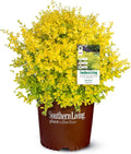 Sunshine Ligustrum 2 Gallon - Golden Evergreen Hedge