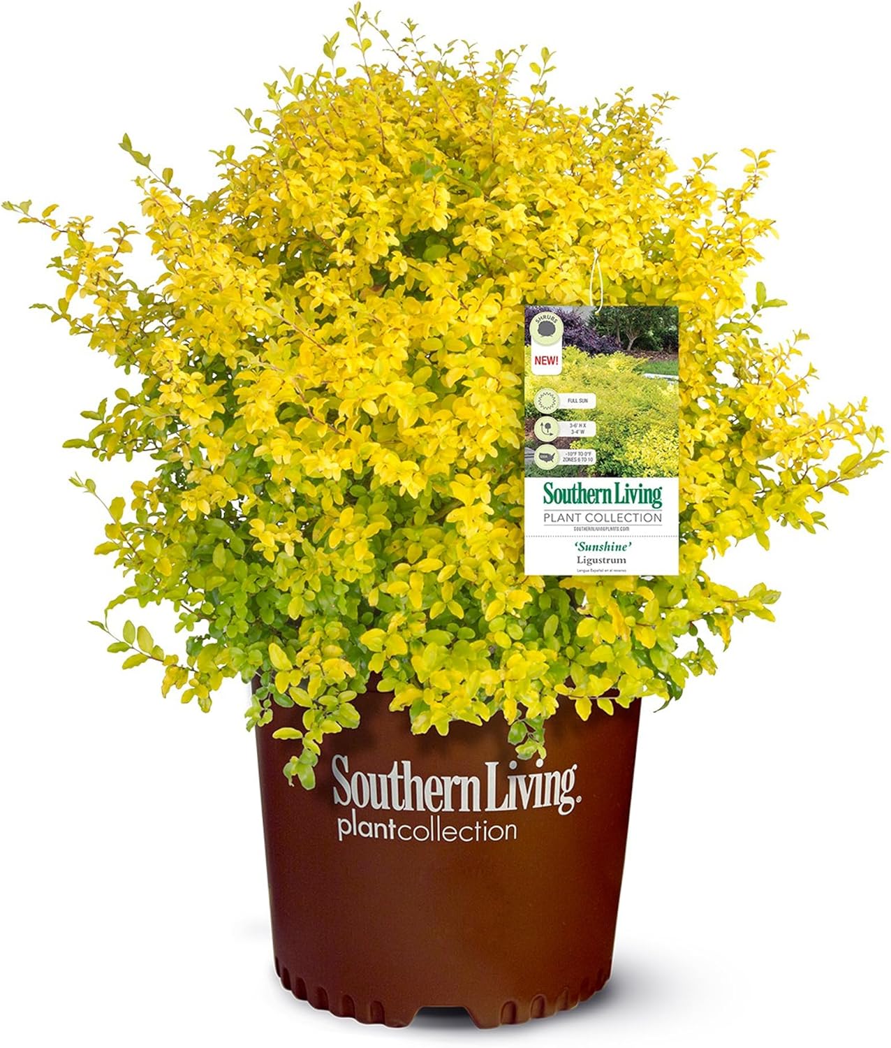 5 Gallon Sunshine Ligustrum Privet Shrub for Vibrant Gardens