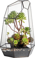 NCYP Large Geometric Terrarium - 16 Inches Tall for Plants