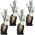 German Thyme Plants - Fragrant, Easy to Grow Herb (4 bags)
