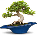 Bonsai Tree Pot 18 in Ceramic Planter Blue - Elegant Indoor/Outdoor
