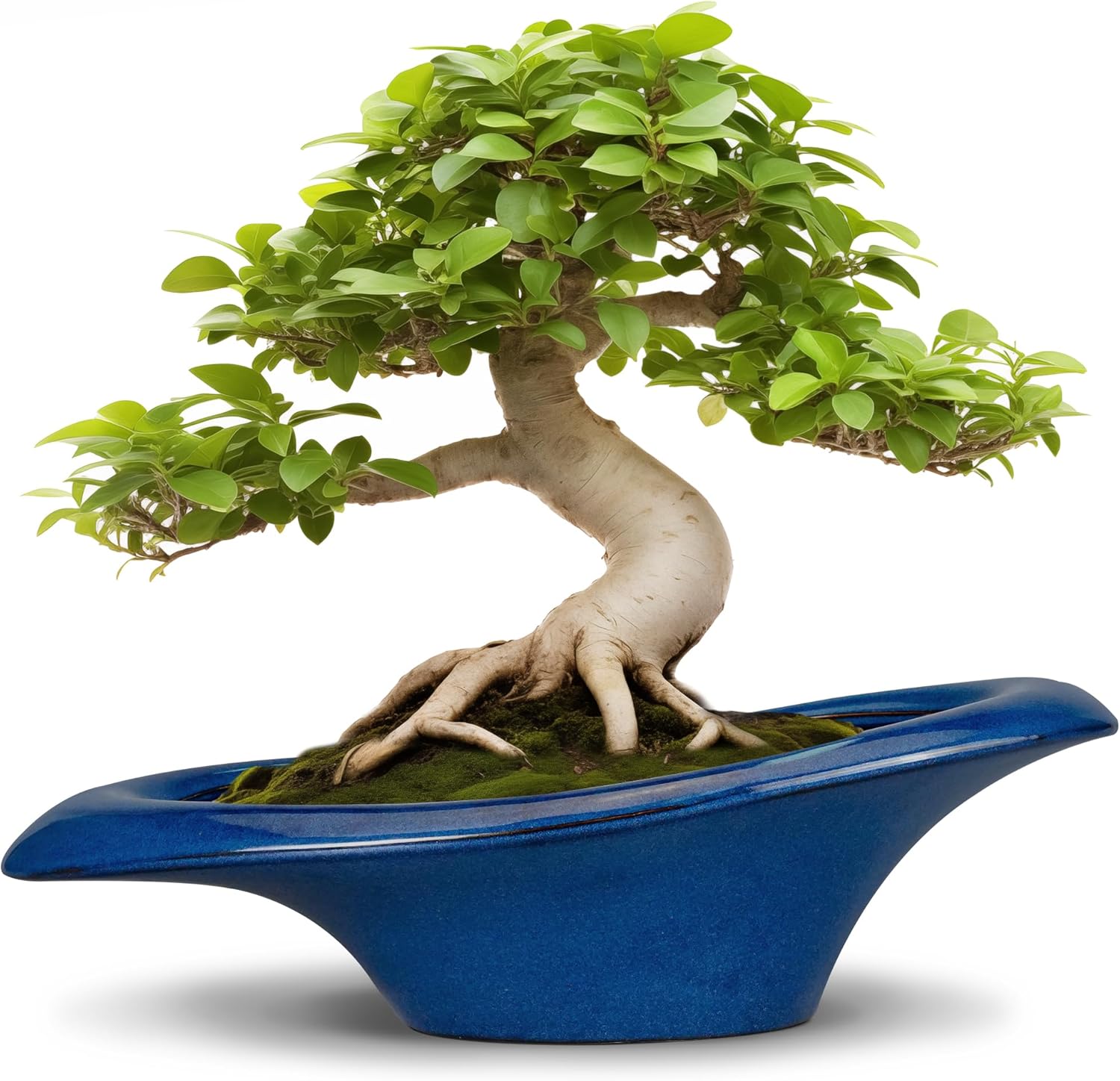 Elegant 18 Inch Bonsai Tree Pot for Indoor and Outdoor Plants